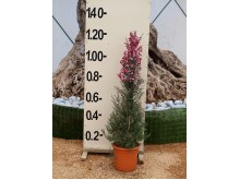 Λεπτόσπερμα - Leptospermum sp.