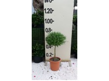 Σίτισος racemosus - Cytisus racemosus