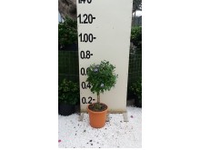 Σολάνο - Solanum sp.