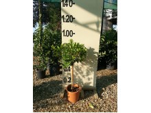 Κυπαρίσσι leylandii - Cupressocyparis leylandii