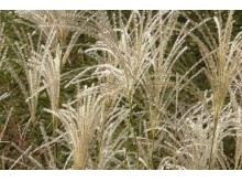 Μίσχανθος - Miscanthus sp.