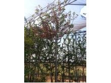 Κουτσουπιά - Cercis siliquastrum