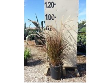 Πενισέτουμ - Pennisetum sp.