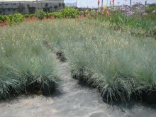 Φεστούκα - Festuca glauca
