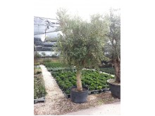 Ελιά - Olea europaea