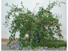 Αλτερναθέρα - Alternathera dentata