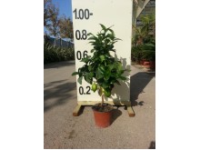 Λεμονιά - Citrus limon