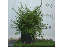 Αγγελική νάνα - Pittosporum tobira nanum