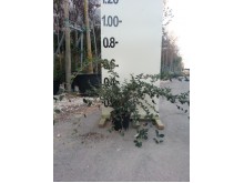 Κυδωνίαστρο horizontalis - Cotoneaster horizontalis