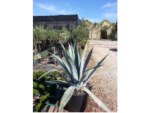 Αθάνατος - Agave americana