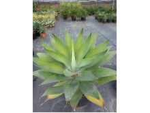 Αθάνατος attenuata - Agave attenuata