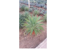 Αθάνατος desmettiana - Agave desmettiana
