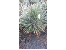 Αθάνατος filifera - Agave filifera