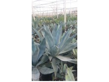 Αθάνατος ovatifolia - Agave ovatifolia