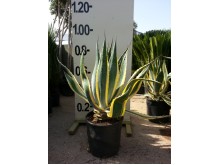 Αθάνατος americana variegata - Agave americana variegata
