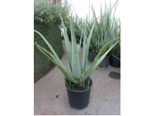 Αλόη - Aloe vera