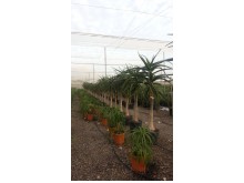 Αλόη barberae - Aloe barberae