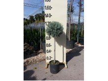 Κυπαρίσσι leylandii - Cupressocyparis leylandii