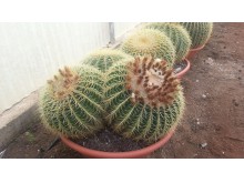 Εχινόκακτος grusonii - Echinocactus grusonii