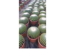 Εχινόκακτος inermis - Echinocactus inermis