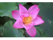 Nelumbo lucifera