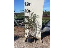 Ρουέλια - Ruellia sp.