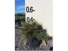 Σαρκοποτέριουμ - Sarcopoterium spinosum