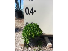 Φάλκια - Falchia repens