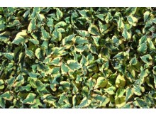 Houttuynia cordata