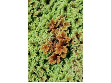 Azolla caroliniana