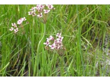 Butomus umbellatus