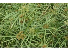 Cyperus alternifolius