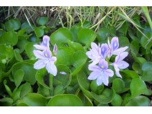 Eichornia crassipes