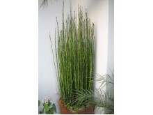 Equisetum hyemale
