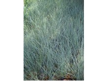 Juncus inflexus