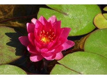 Nymphaea mix