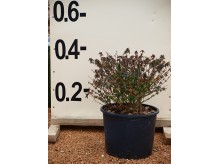 Βεστρίγγια - Westringia fruticosa